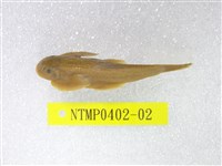 藏品(臺灣間爬岩鰍)的圖片